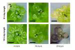FLOWERING LOCUS T mediates photo-thermal timing of inflorescence meristem arrest in Arabidopsis thaliana