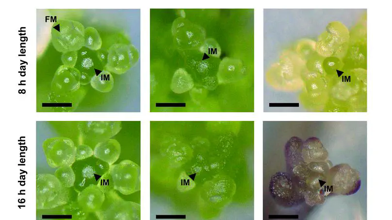 FLOWERING LOCUS T mediates photo-thermal timing of inflorescence meristem arrest in Arabidopsis thaliana